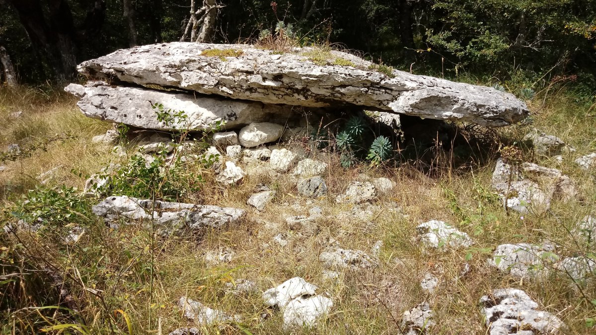 Zubeinta trikuharria (2021)