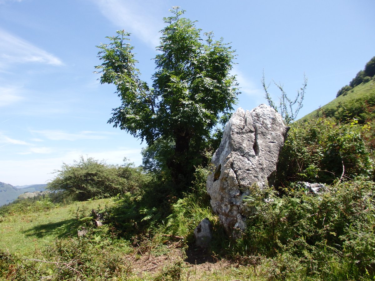PLAZEGI III