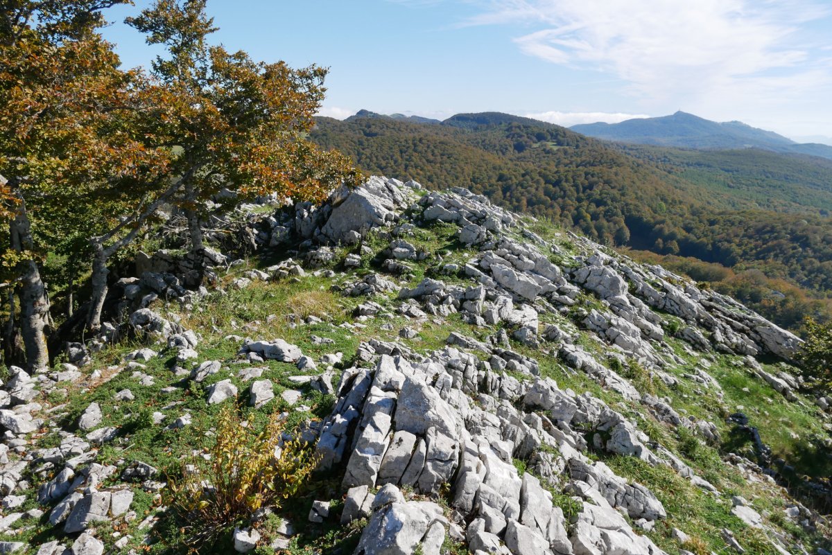 Ekialdeko muturra
