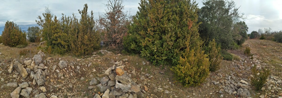 Tontorra
