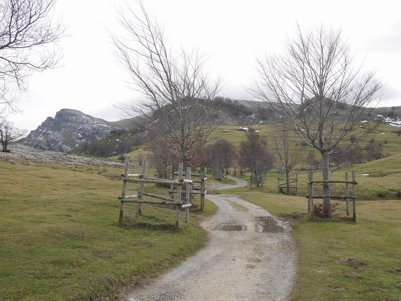 Arraba