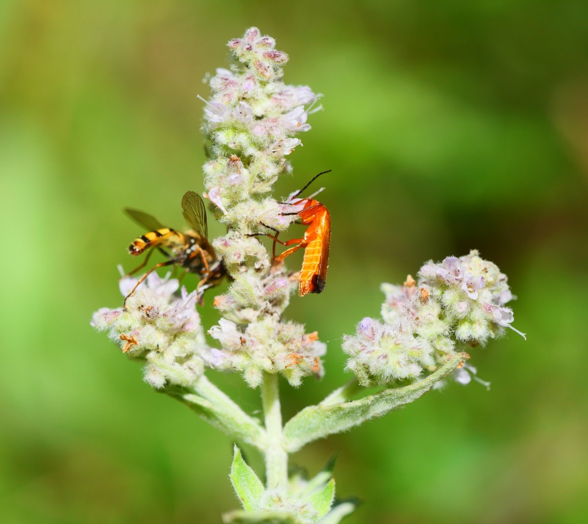 Mentha longifolia 