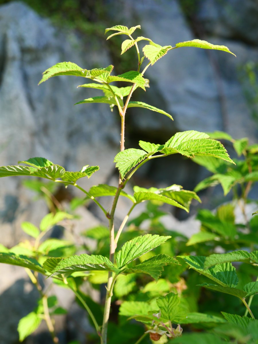 Rubus idaeus, Larra aldean