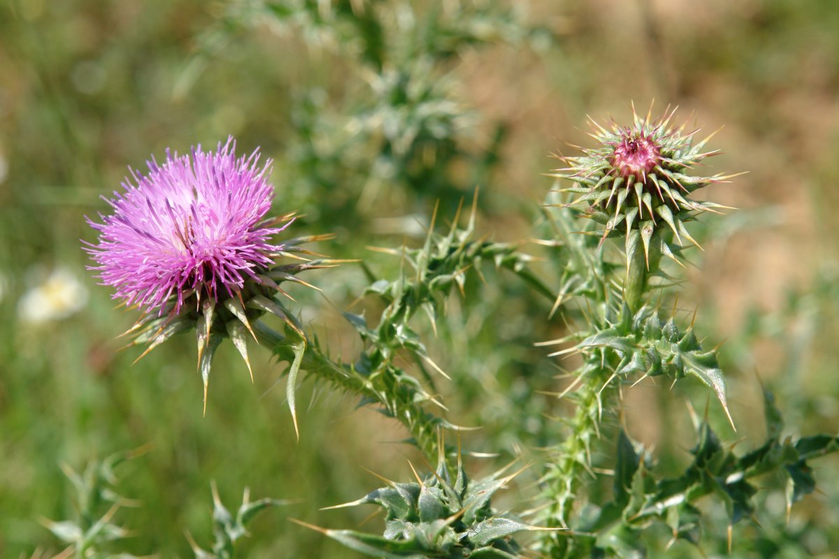 Carduus nutans