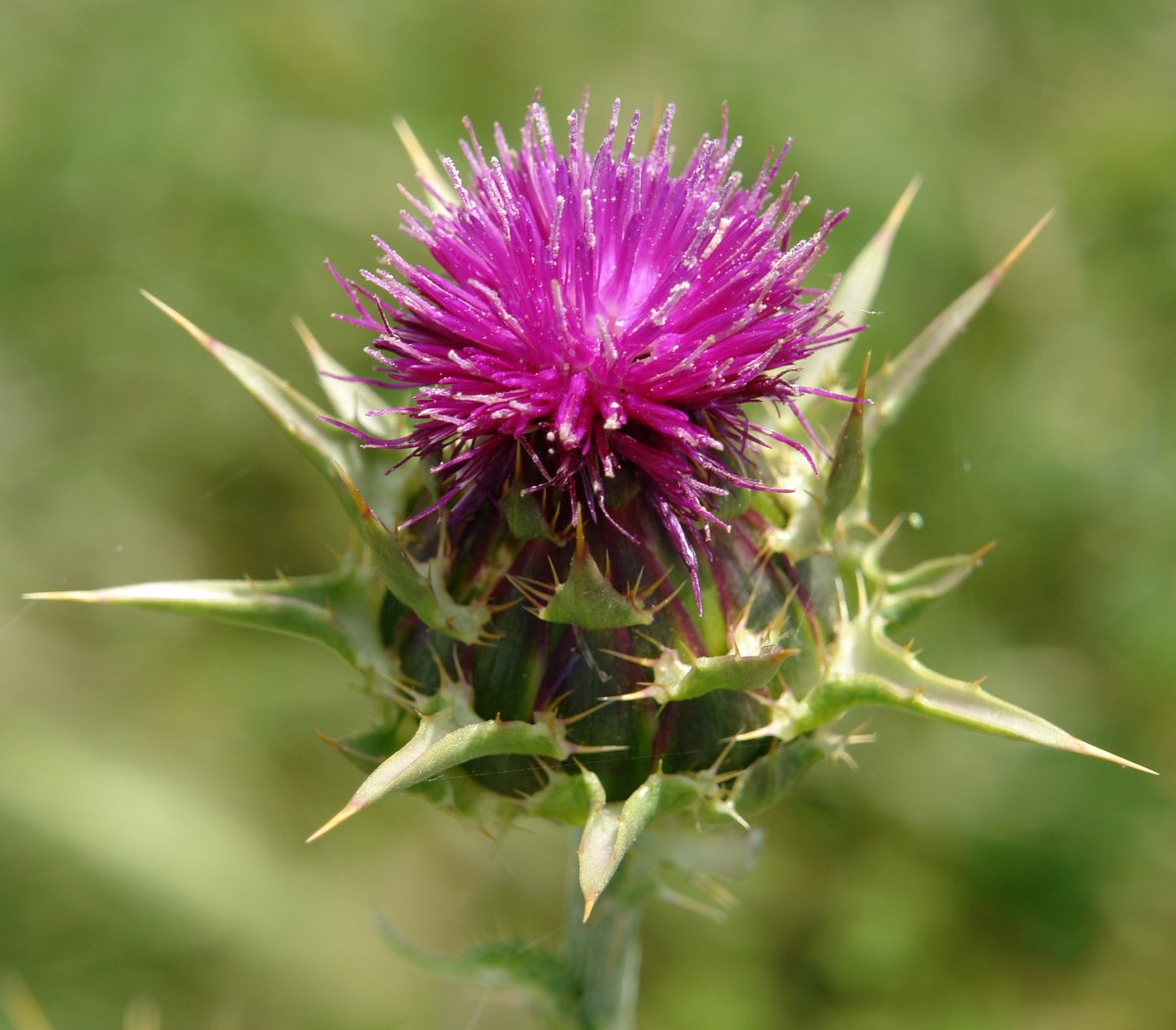 Silybum marianum