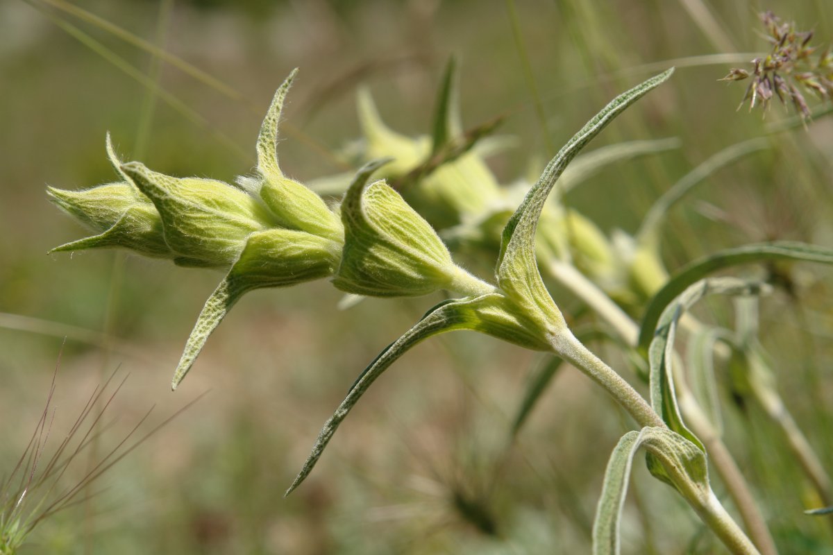  Phlomis lychnitis