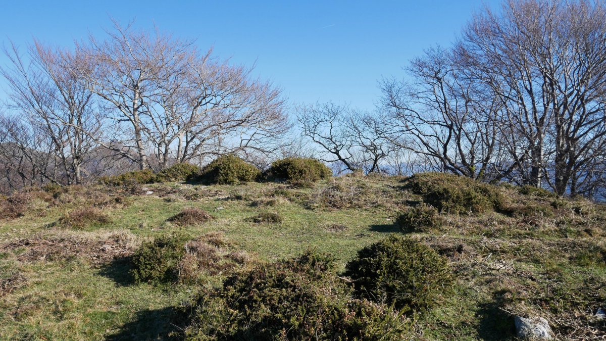 Lizartzeta tontorra