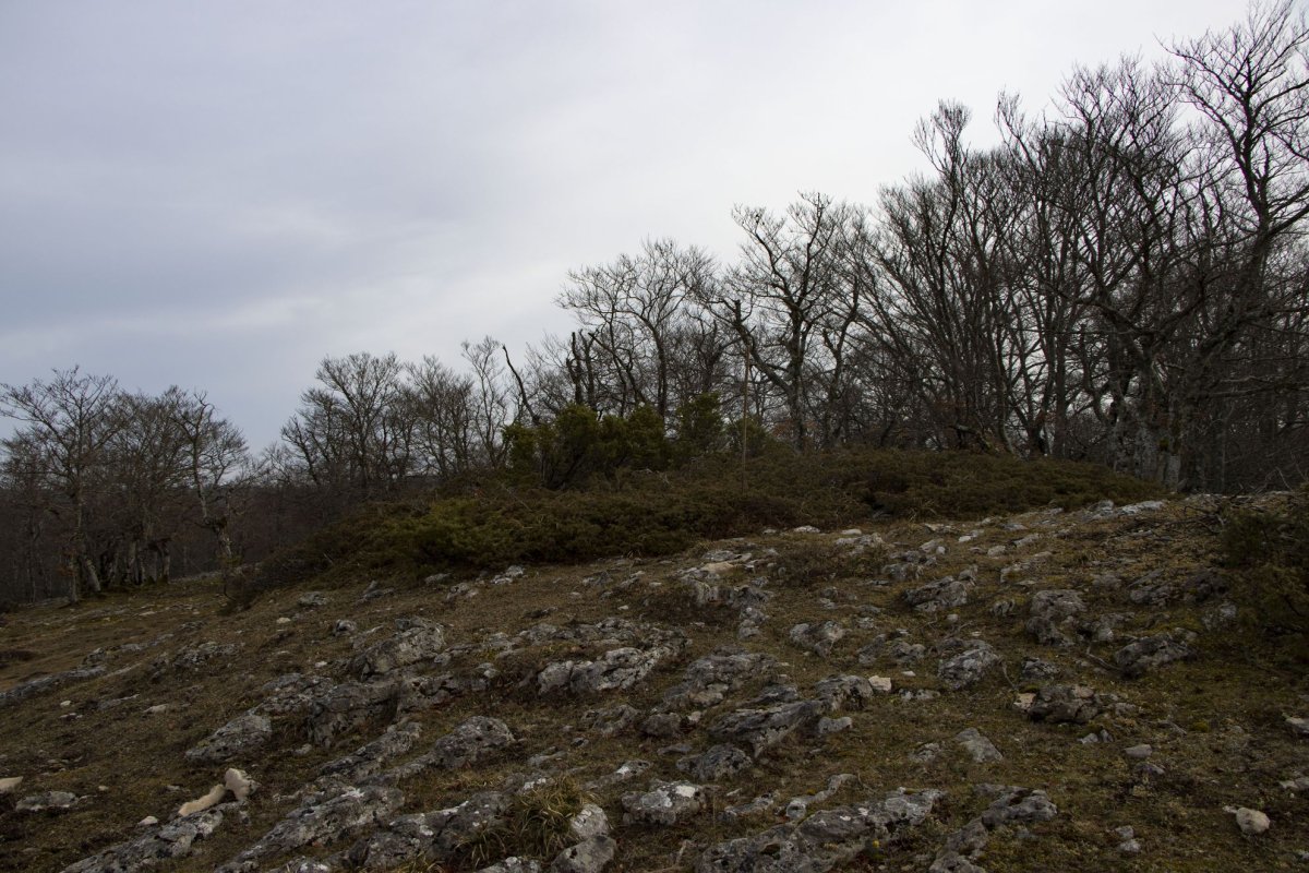 Basozelaia eraztuna