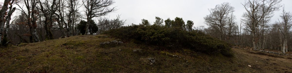 Basozelaia eraztuna