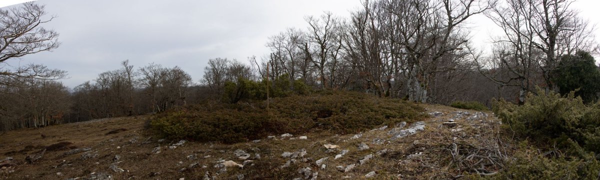 Basozelaia eraztuna