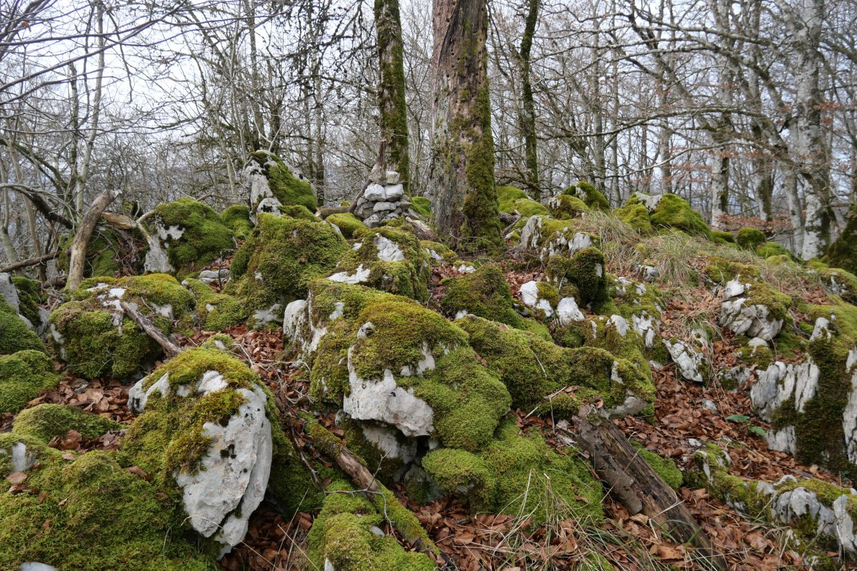 Tontorra, Basakaitz