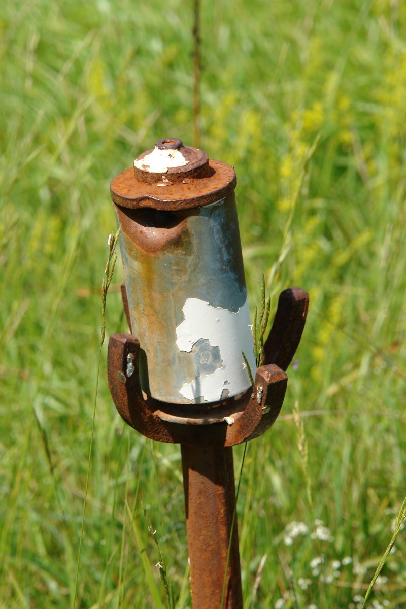 Buzoia