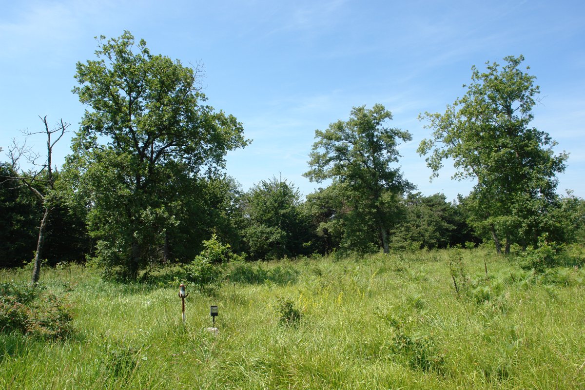 Tontorra