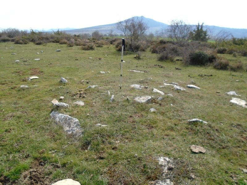 arizdia 8