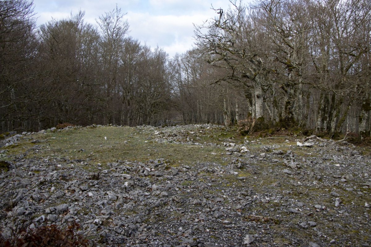 Bardoitza 10
