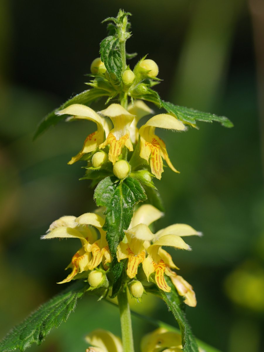 Lamium galeobdolon