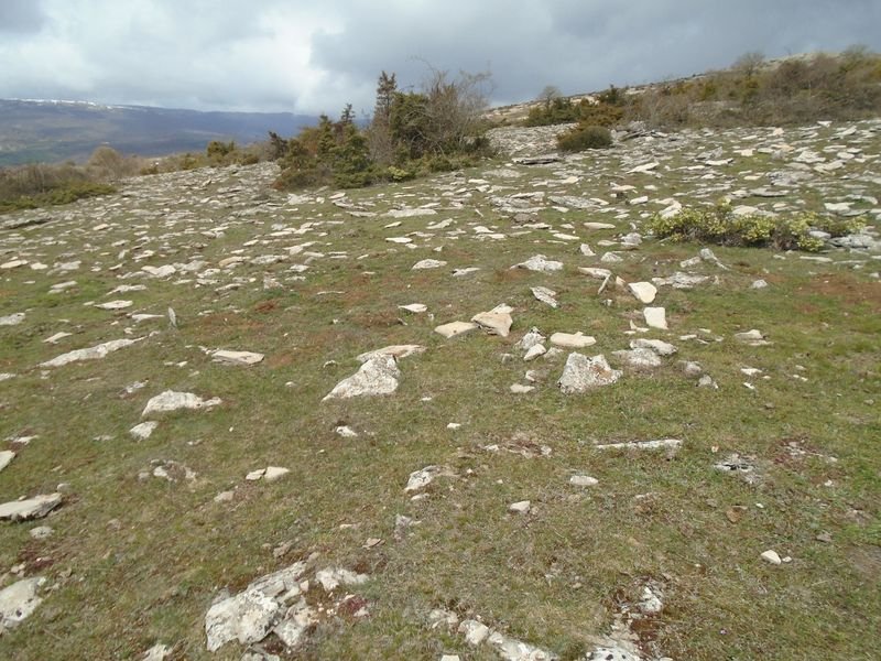 arizdia 9
