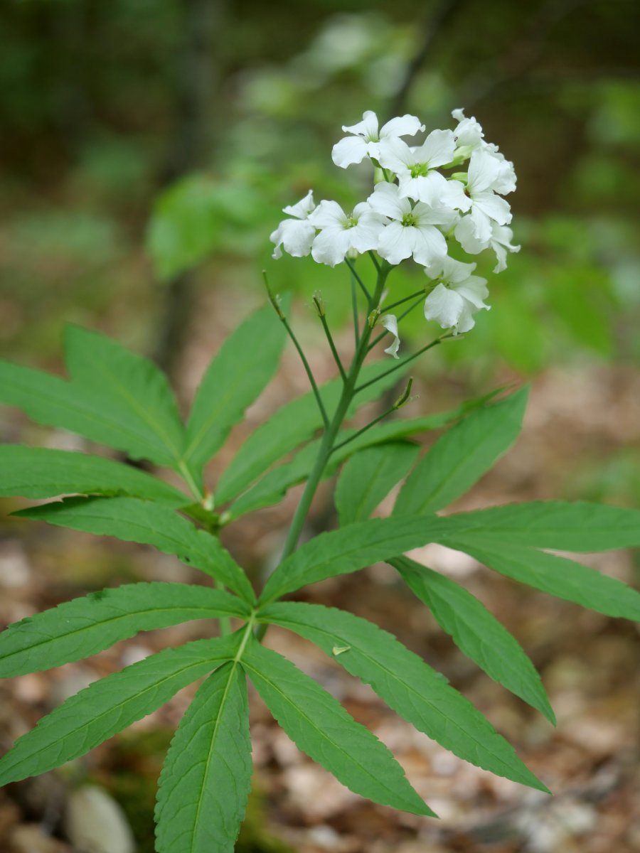 Cardamine hep­ta­phyl­la, Lintza inguruan