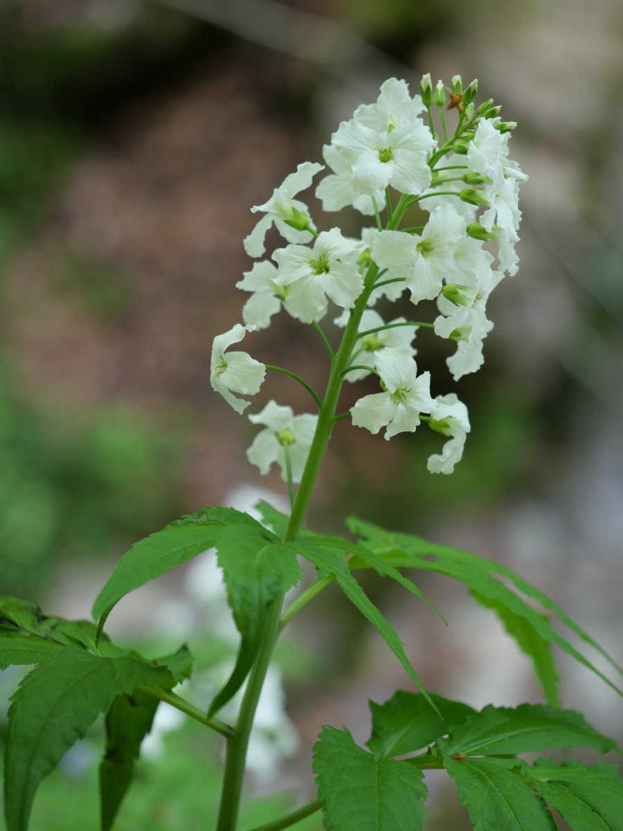 Cardamine hep­ta­phyl­la, Lintza inguruan