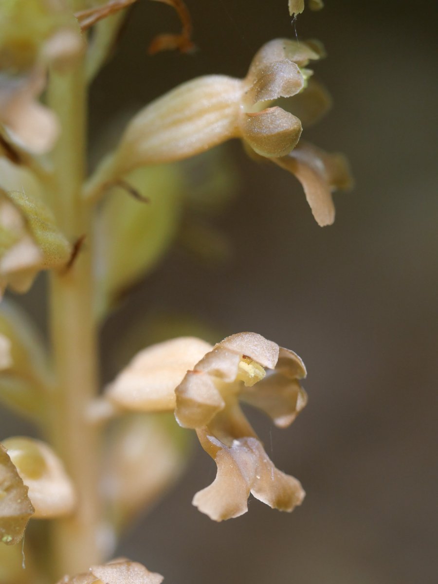 Neottia nidus
