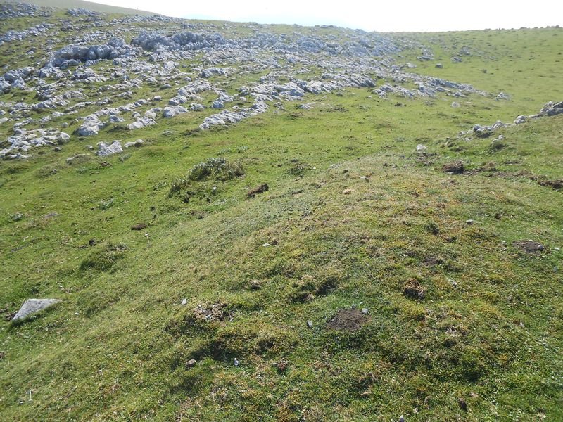 uelogoena 4