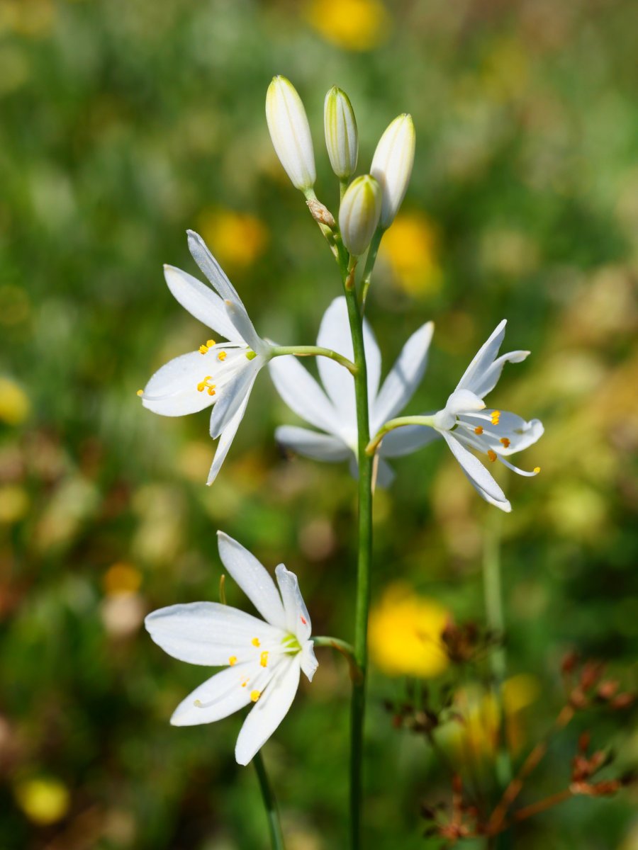 Anthericum liliago, Lapazarra mendiaren gandorrean