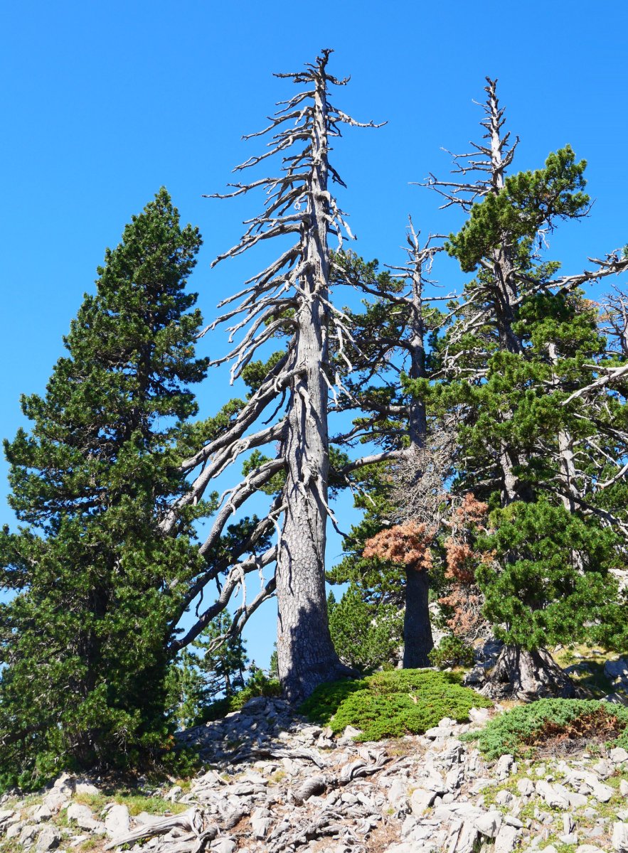  Pinus uncinata