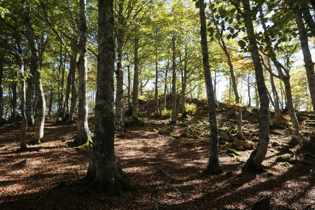 Tontorra, Uazkuru