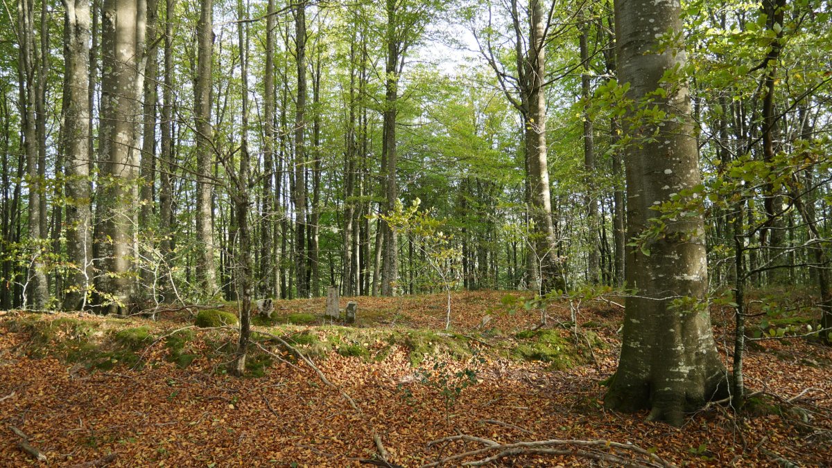 Malkorburu gailurra