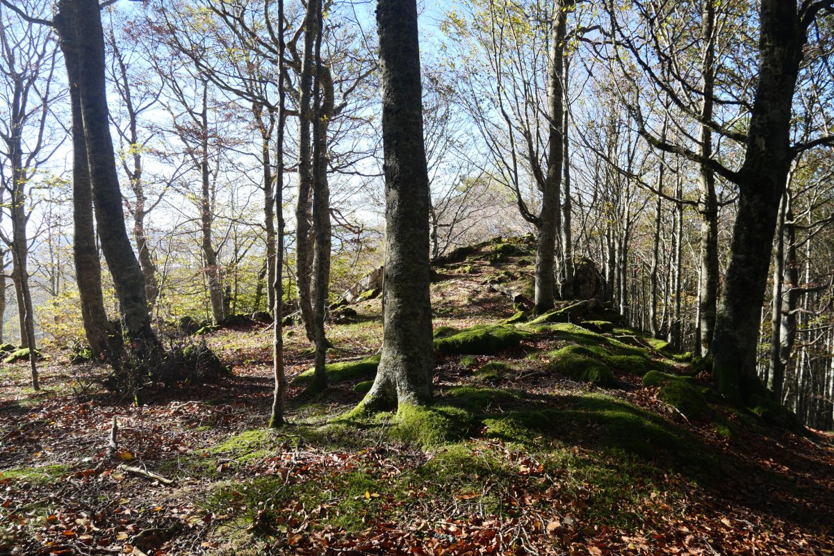 Tontorra, Oiarbide