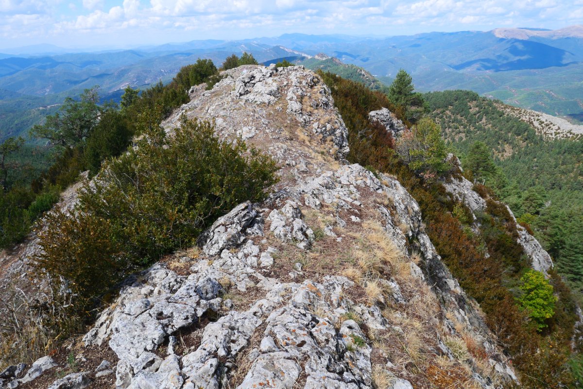 Dozola tontorra