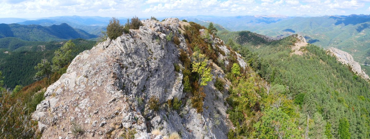Dozola tontorra
