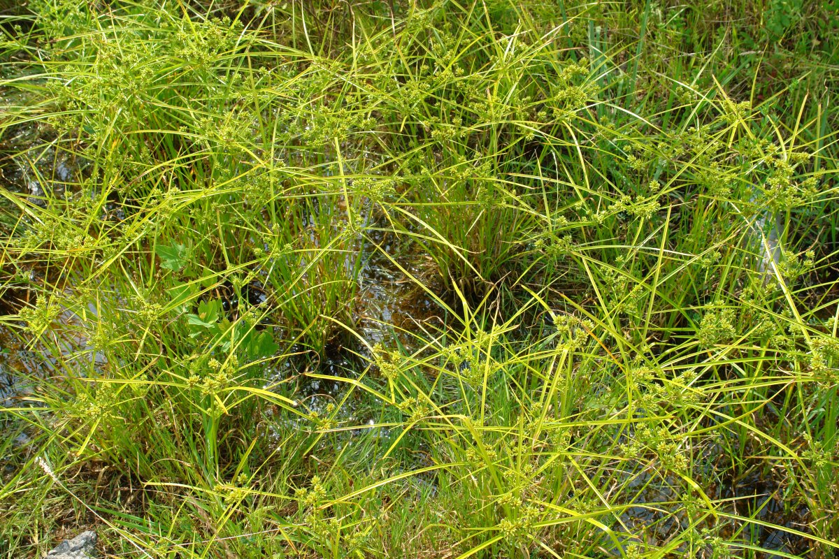 Cyperus eragrostis