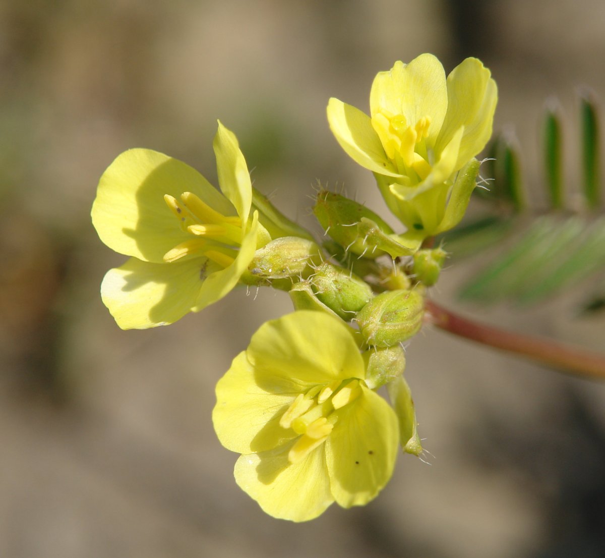 Brassica repanda, Oteros mendian
