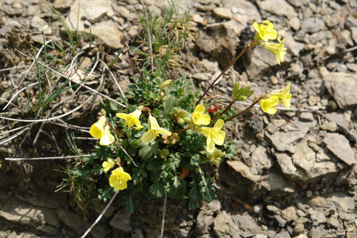Brassica repanda, Oteros mendian