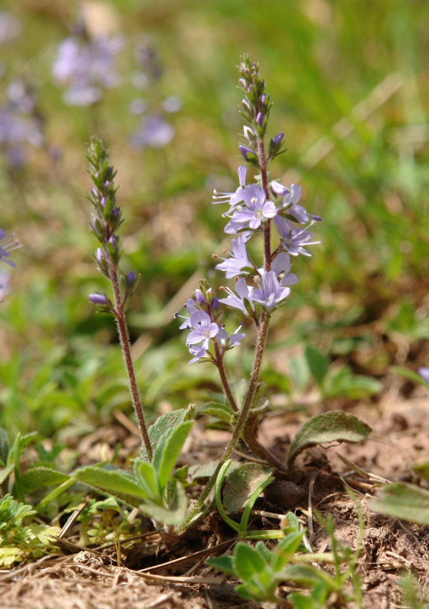 Veronica officinalis Oteitzoiana mendian