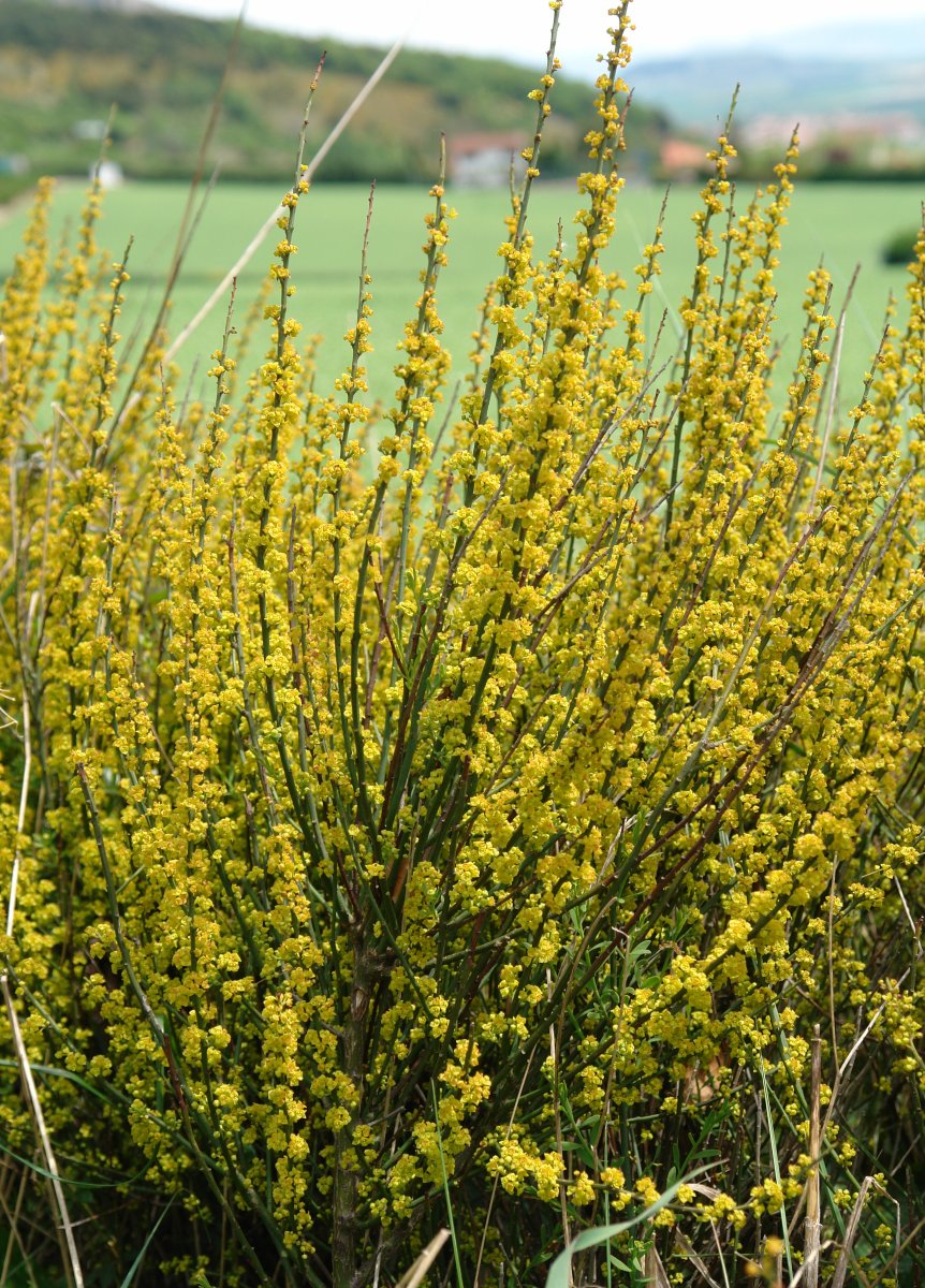Osyris alba, Etxauri aldean