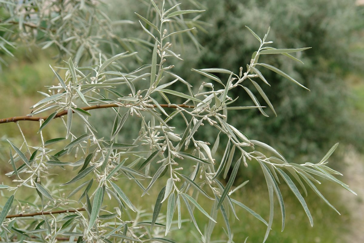 Elaeagnus angustifolia, Undio herriaren inguruetan