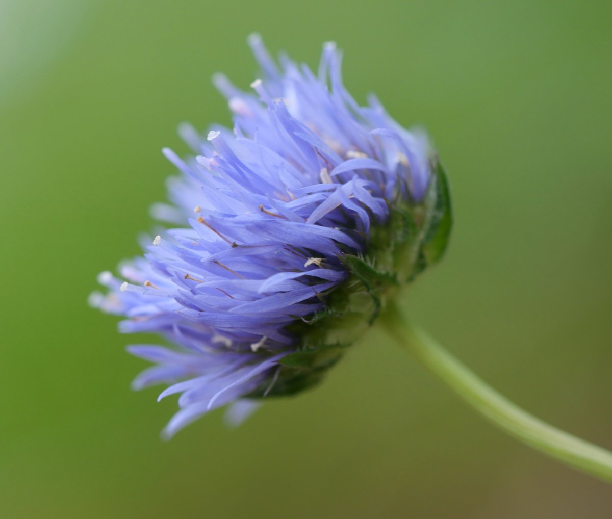 Jasione montana, Aldura mendian