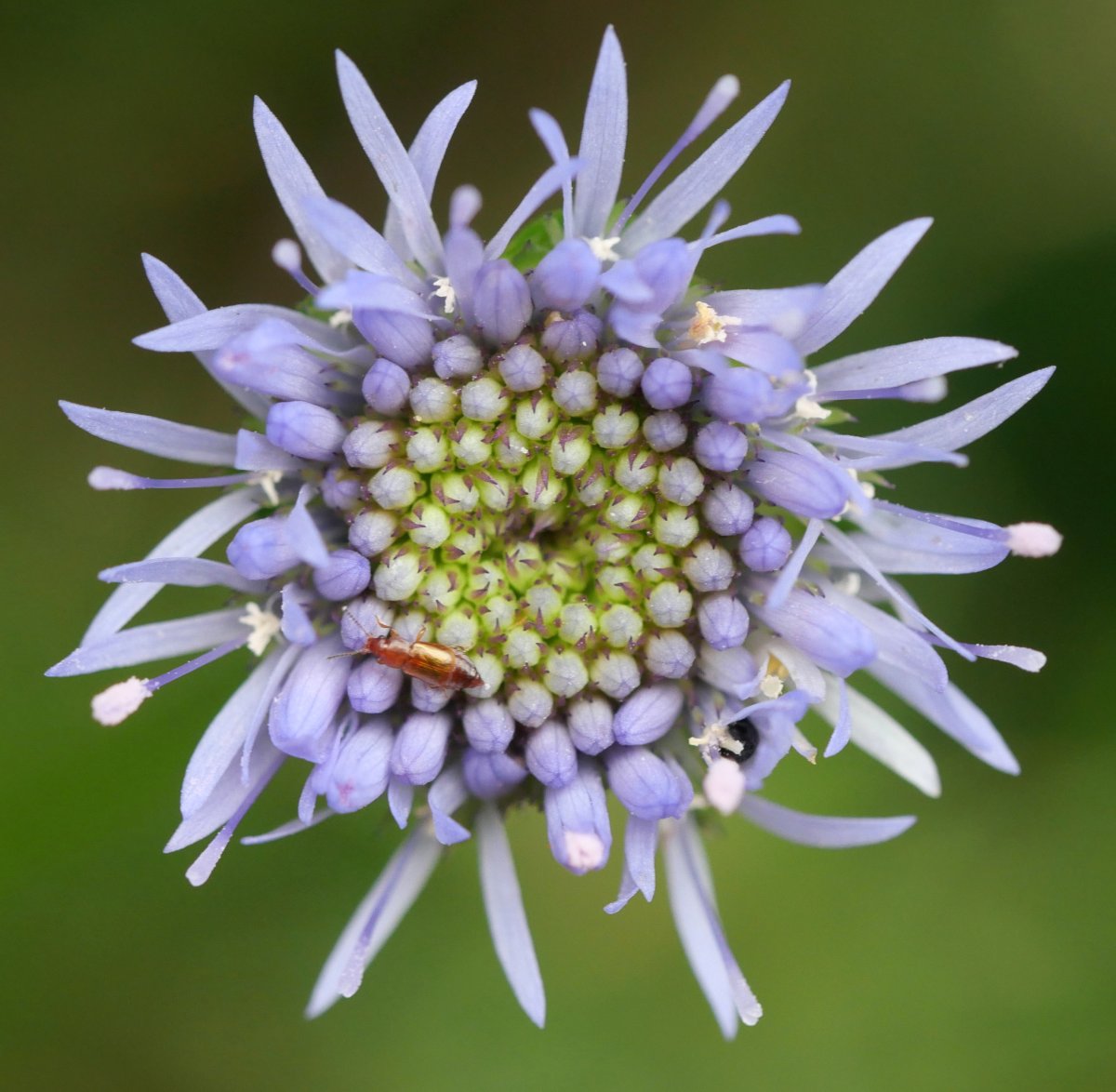 Jasione montana, Aldura mendian