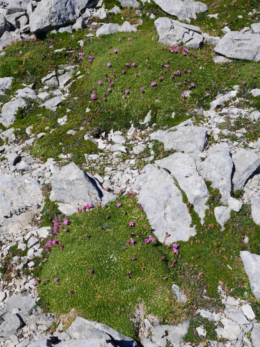 Saponaria caespitosa, Baines