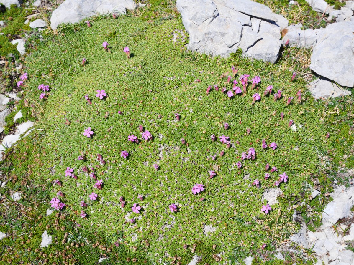 Saponaria caespitosa, Baines