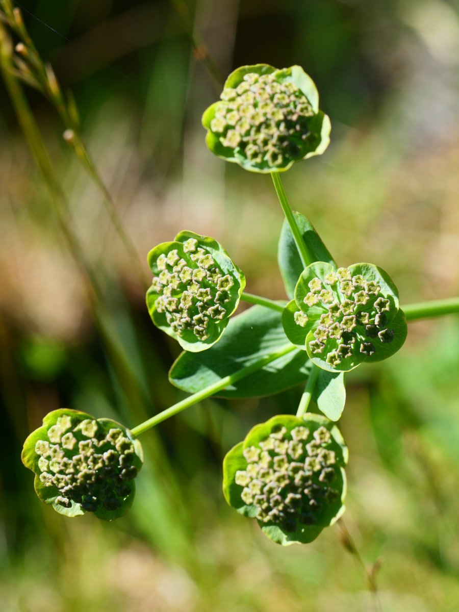 Bupleurum angulosum, Lapazarrako bizkarrean