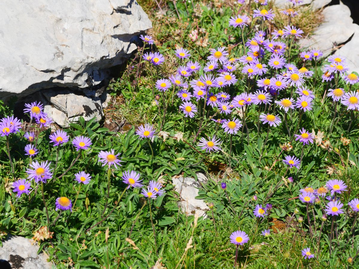 Aster alpinus, Lapazarrako bizkarrean