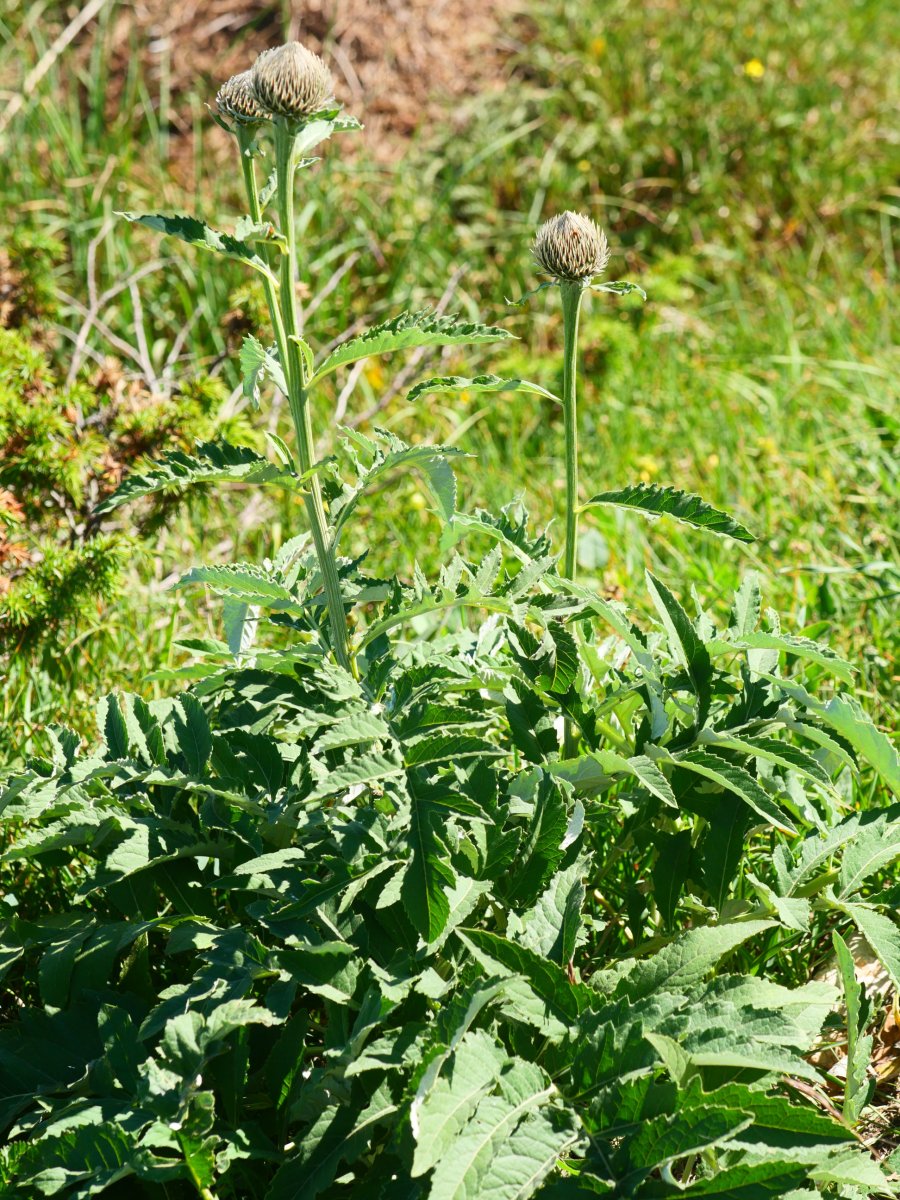 Leuzea cynaroides