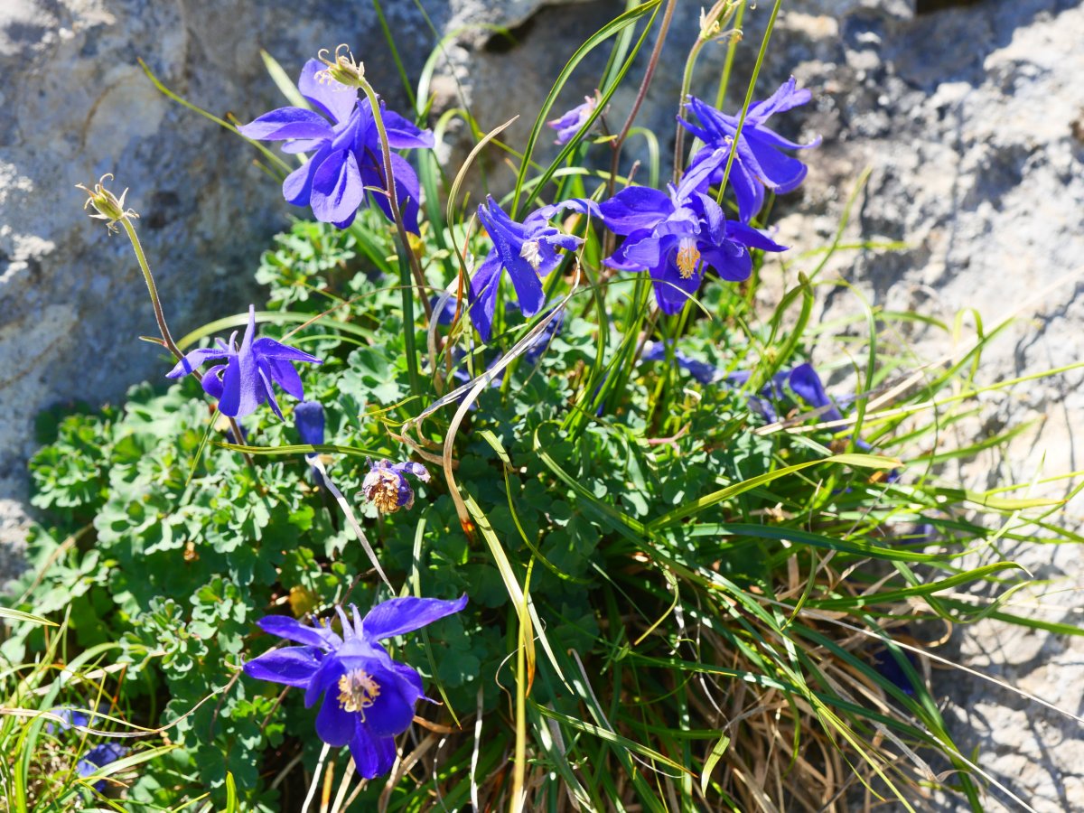 Aquilegia pyrenaica, Lapazarra