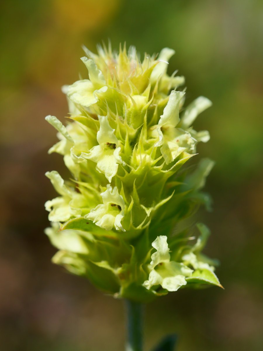 Sideritis hyssopifolia, Lapazarrako bizkarrean