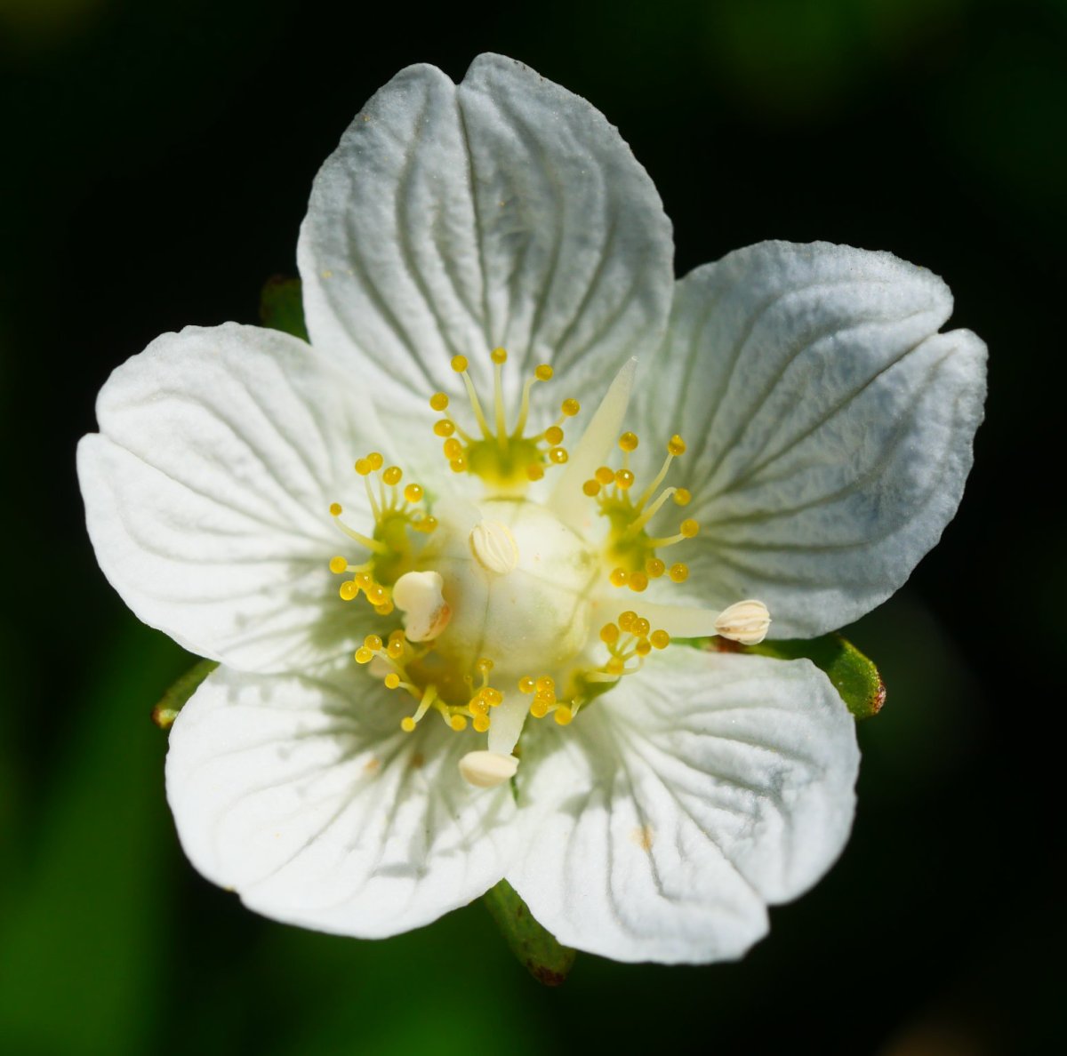 Parnassia palustris, Lapazarra