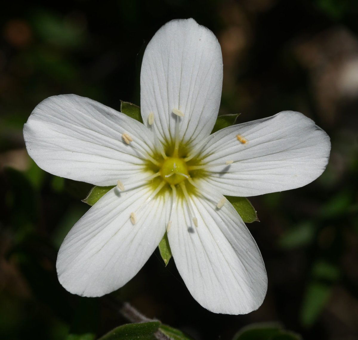 Arenaria montana, Erroiarri mendian