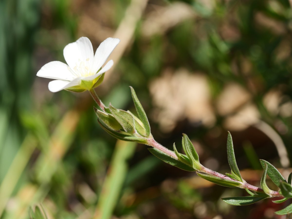 Arenaria montana, Erroiarri mendian